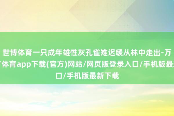 世博体育一只成年雄性灰孔雀雉迟缓从林中走出-万博官方体育app下载(官方)网站/网页版登录入口/手机版最新下载